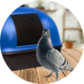 Czy można wysłać ptaki pocztą? U nas możesz nadać paczkę z gołębiami!